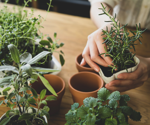 Person planting herbs into small pots