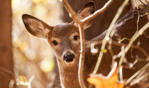 Deer looking out from behind branches